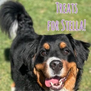 Treats for Stella! 🐾🐶💜 Live Show